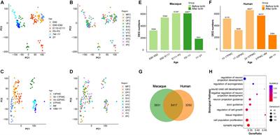 Rapid Body-Wide Transcriptomic Turnover During Rhesus Macaque Perinatal Development